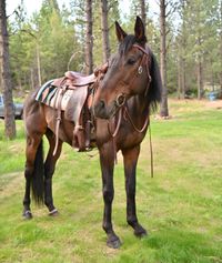 Doc is a 16-hand Thoroughbred gelding